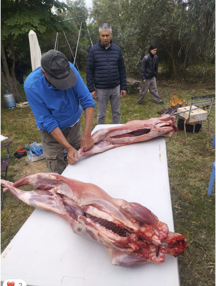 Préparation des deux bêtes sur la table avant embrochage.